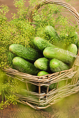 Image showing Harvest cucumbers in a basket