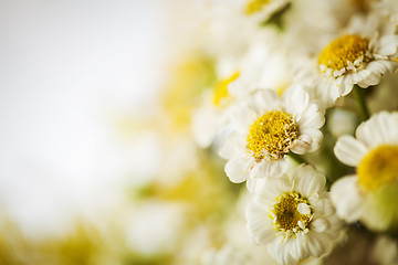 Image showing Camomile