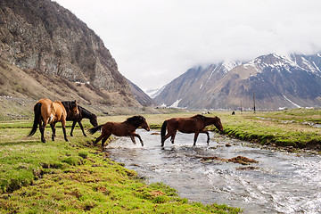 Image showing Horses in the mountains