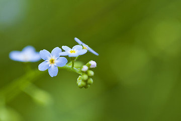 Image showing Forget-me-not flowers 