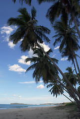 Image showing Palm trrees