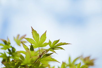 Image showing Japanese maple