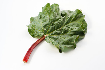 Image showing Fresh organic rhubarb