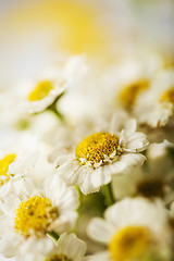 Image showing Camomile