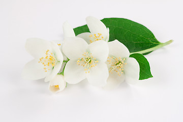 Image showing Jasmine flowers