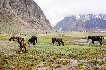 Image showing Horses in the mountains