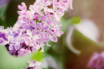 Image showing Lilac flowers