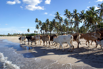 Image showing Cows on the beach