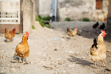 Image showing Chickens