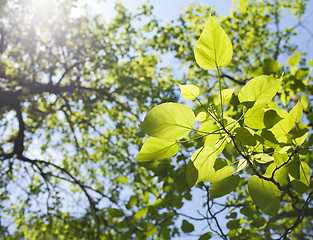 Image showing Green leaves