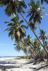 Image showing Palm trees on the sand