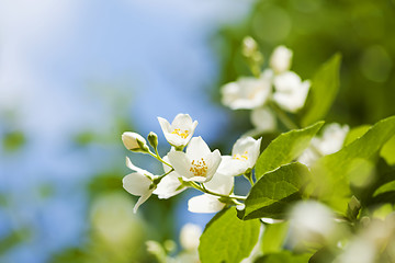 Image showing Jasmine flowers 