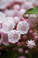 Image showing Pink flowers