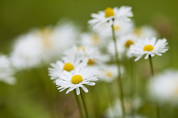 Image showing ?hamomile flowers