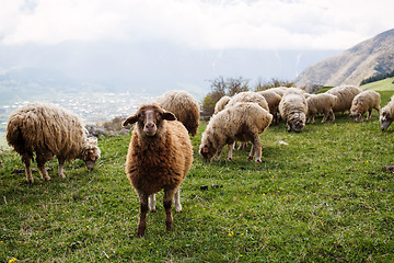 Image showing Herd of sheep