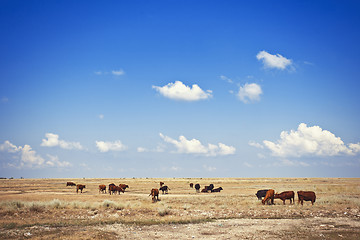 Image showing Cows in meadow