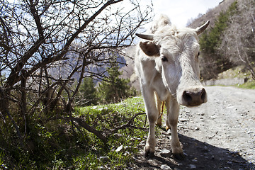 Image showing White cow