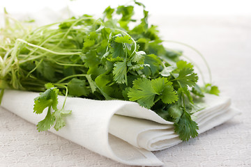 Image showing Fresh coriander