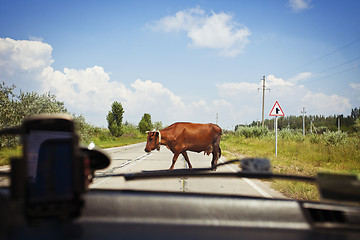 Image showing Cow on the road