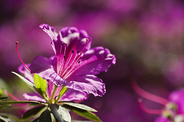 Image showing Azalea flower