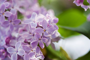 Image showing Lilac flowers