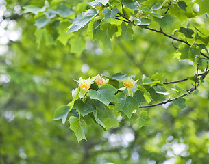 Image showing Tulip tree