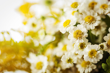 Image showing Camomile