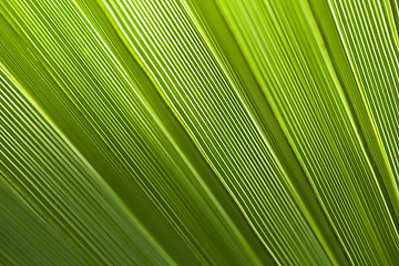 Image showing Palm leaf