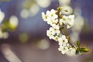 Image showing Cherry blossoms 