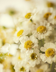 Image showing Camomile