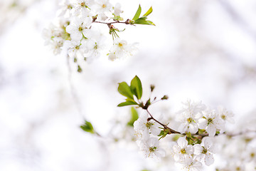 Image showing Blossom in spring 