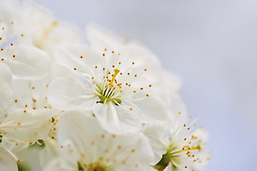 Image showing Apple blossoms