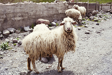 Image showing Sheep in the village