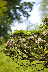 Image showing Pink blooming bush