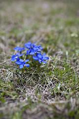 Image showing Spring gentian 