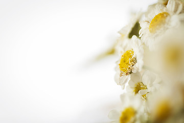 Image showing Camomile