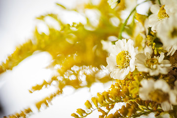 Image showing Camomile