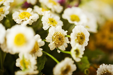 Image showing Camomile