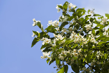 Image showing Jasmine flowers 