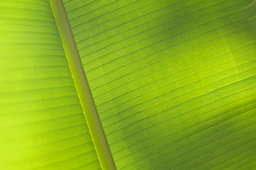 Image showing Palm leaf background