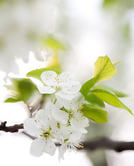 Image showing Blossom in spring 