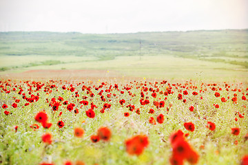 Image showing Red poppies