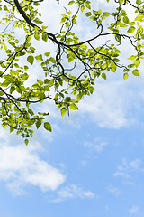 Image showing Green leaves