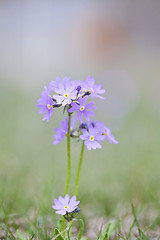 Image showing Spring flower