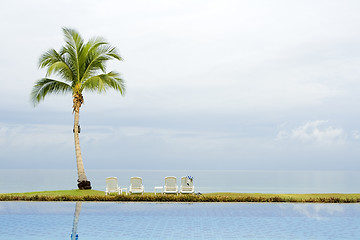 Image showing Palm tree by a swimming pool

