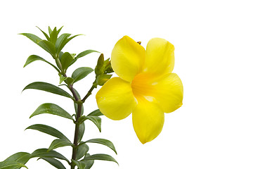 Image showing Large yellow flower

