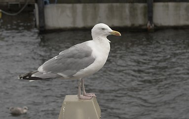 Image showing Herring Gull