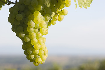 Image showing Sunny cluster of green grapes on vine