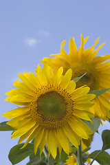 Image showing Sunflowers