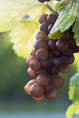 Image showing Red grapes growing in vineyard